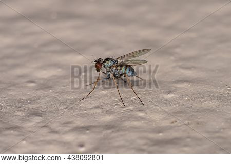 Adult Long-legged Fly Of The Family Dolichopodidae