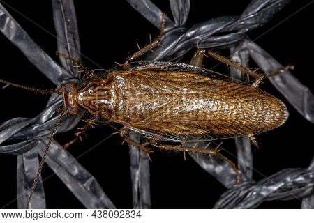 Adult Wood Cockroach