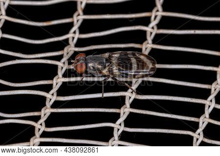 Adult Picture-winged Fly Of The Family Ulidiidae