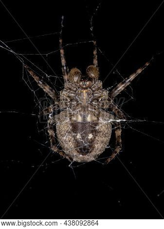 Small Orbweaver Spider Of The Family Araneidae