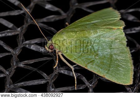 Adult Underwing Moth Of The Genus Eulepidotis