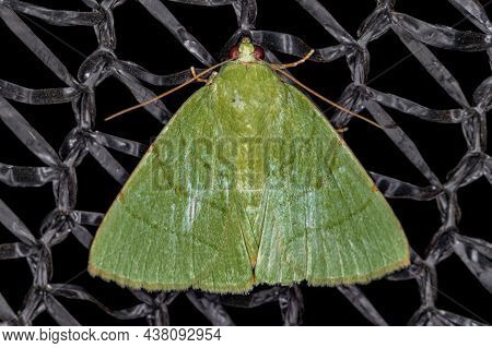 Adult Underwing Moth Of The Genus Eulepidotis