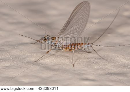 Adult Female Prong-gilled Mayfly Of The Family Leptophlebiidae