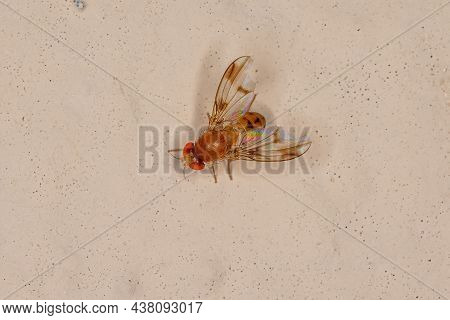 Adult Fruit Fly Of The Family Drosophilidae
