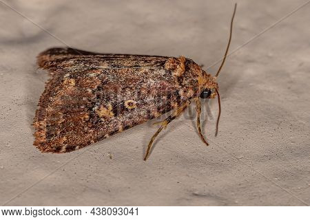 Adult Cutworm Moth