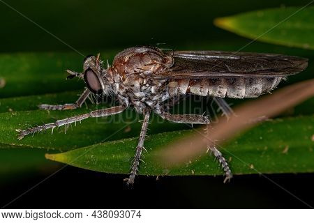 Adult Robber Fly Of The Family Asilidae