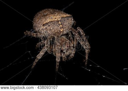 Small Orbweaver Spider Of The Family Araneidae