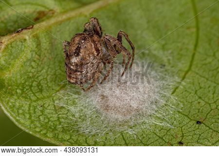Small Adult Female Orbweaver Spider Of The Family Araneidae Taking Care Of Its Eggs