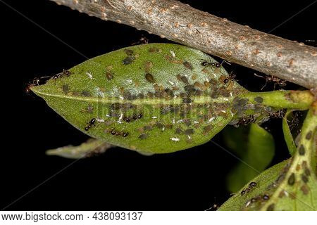 Small Aphids Insects Of The Family Aphididae And Adult Big-headed Ants Of The Genus Pheidole