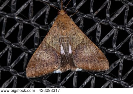 Adult Fasciolated Graphic Moth Of The Species Melipotis Fasciolaris