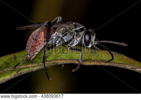 Adult Spider Wasp Of The Family Pompilidae