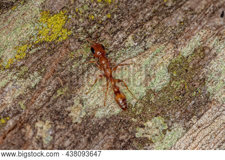 Adult Female Twig Ant Of The Genus Pseudomyrmex