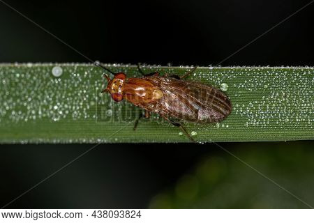 Adult Acalyptrate Fly
