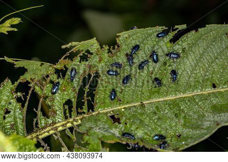 Adult Flea Beetles Of The Genus Macrohaltica