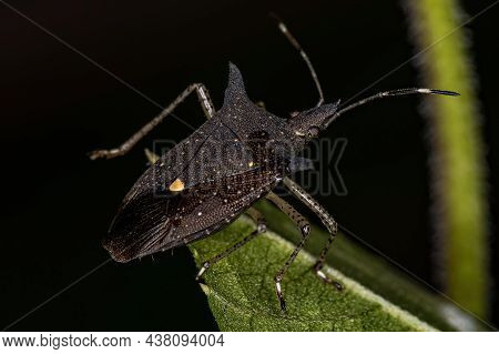 Adult Stink Bug Of The Genus Proxys