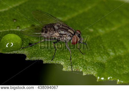 Adult House Fly Of The Genus Stomoxys