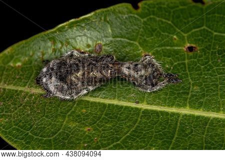 Adult Checkered Beetle Of The Family Cleridae