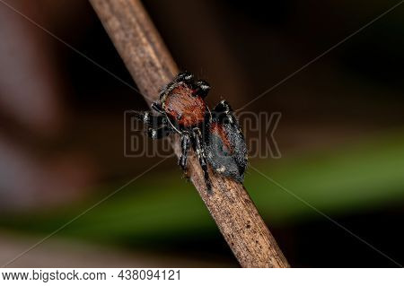 Small Jumping Spider