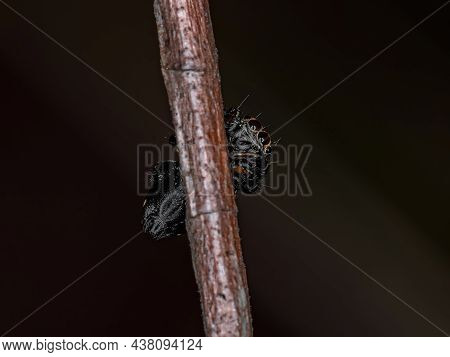 Small Jumping Spider