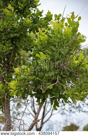 Sandpaper Green Tree Of The Species Curatella Americana