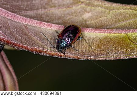 Adult Flea Beetle