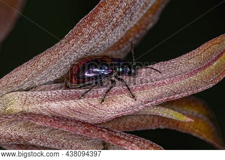 Adult Flea Beetle