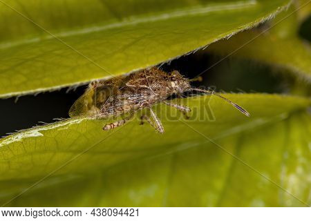 Adult Scentless Plant Bug Of The Subfamily Rhopalinae