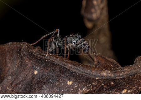 Male Adult Jumping Spider Of The Genus Sarinda That Mimics Carpenter Ants Of The Genus Camponotus
