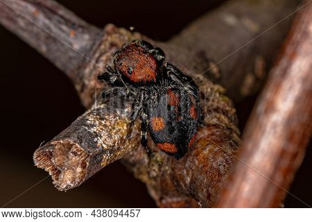 Small Jumping Spider