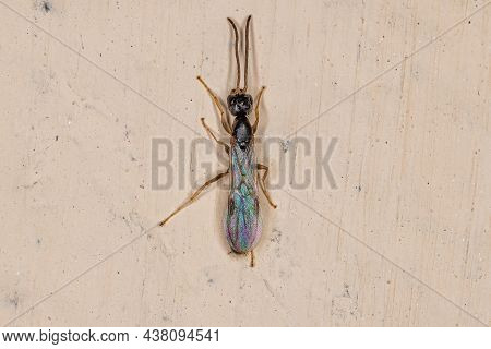 Adult Twig Queen Ant Of The Genus Pseudomyrmex