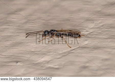 Adult Twig Queen Ant Of The Genus Pseudomyrmex