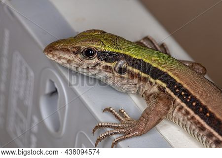 Giant Ameiva Lizard Of The Species Ameiva Ameiva