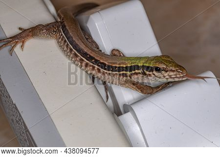Giant Ameiva Lizard Of The Species Ameiva Ameiva