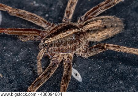 Adult Female Wandering Spider