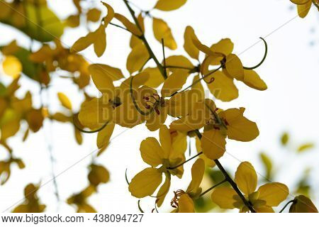 Golden Rain Tree Yellow Flowers