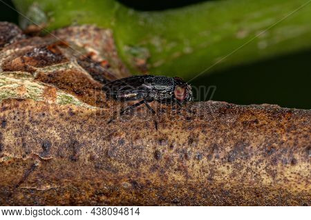 Adult Picture-winged Fly Of The Family Ulidiidae