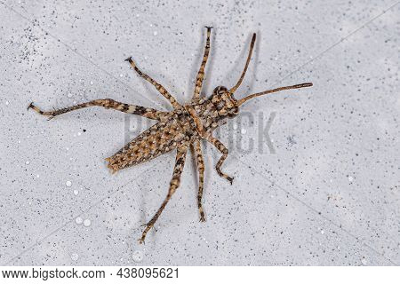 Short-horned Grasshopper Nymph Of The Superfamily Acridoidea