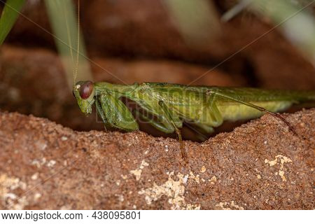 Acontistid Mantis Nymph