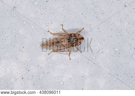 Adult Flat Headed Leafhopper Of The Genus Xerophloea