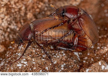 Adult June Beetles Of The Subfamily Melolonthinae Coupling