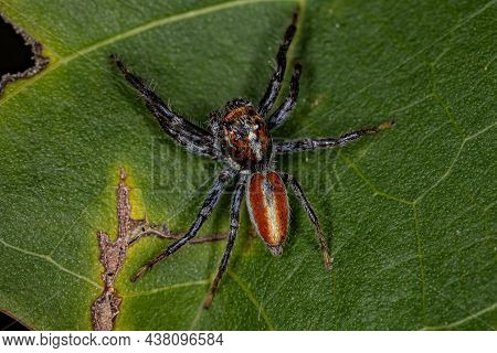 Adult Male Jumping Spider Of The Genus Frigga
