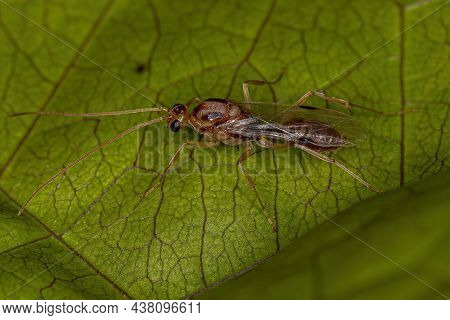 Adult Male Winged Trap-jaw Ant Of The Genus Odontomachus