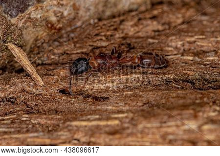 Adult Twig Queen Ant Of The Genus Pseudomyrmex