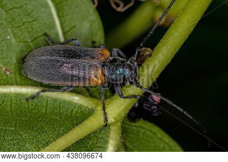 Adult Flat-faced Longhorn Beetle Of The Species Callia Axillaris