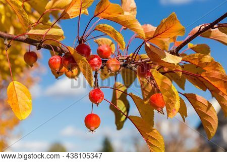 Branch Of The Paradise Apple Tree With Small Ripe Fruits And Yellow Autumn Leaves, Close-up On A Blu