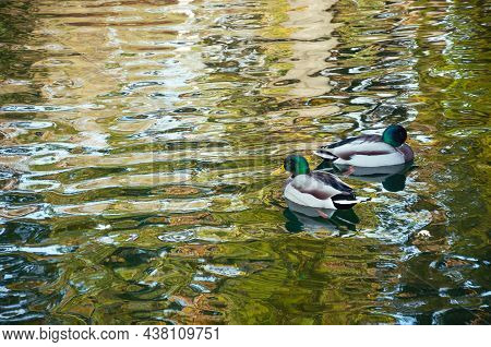 Two Male Mallard Ducks Swimming In The Lake. Quality Image For Your Project