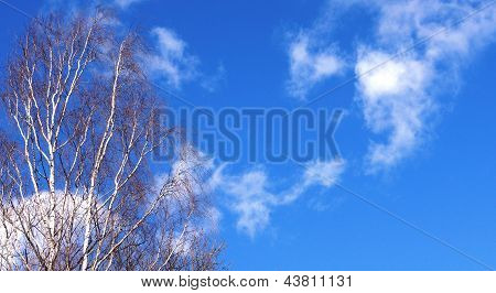 Árbol contra el cielo