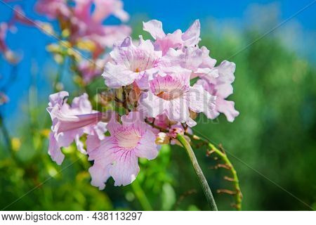 Close up of pink Trumpet Vine 
