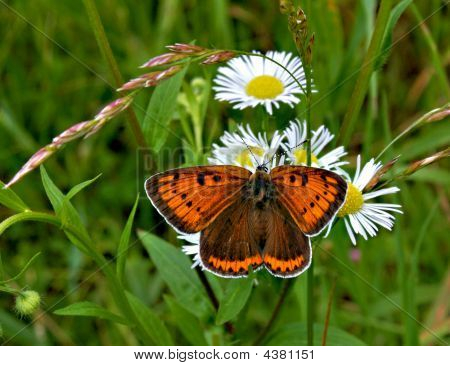 Elfo su fiori