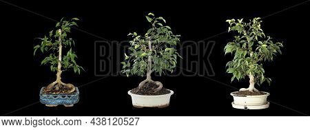 Ficus Benjamina Bonsai Development Over 2 Years, Isolation Over Dark Background